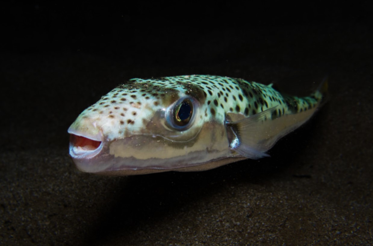 Lagocephalus sceleratus