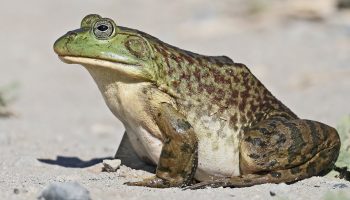 Højere end en tyr, mere glubsk end en krokodille: et amfibium, der er blevet et mareridt for økosystemer