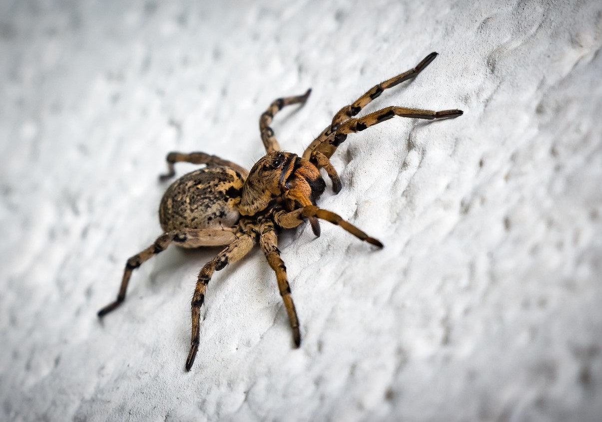 Lycosa tarantula