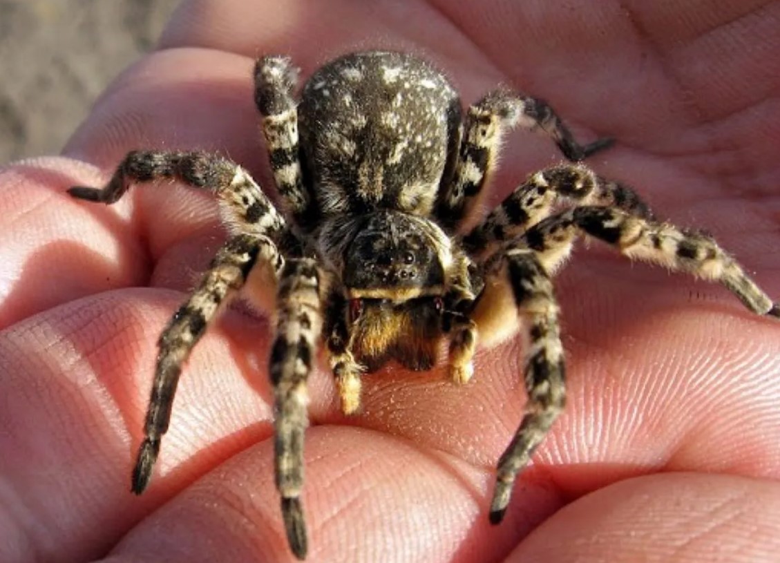 Lycosa tarantula