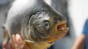 Mirakel eller mareridt: fisk med menneskelige kæber og Saurons øje dukker op i junglen