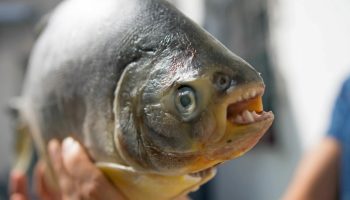 Mirakel eller mareridt: fisk med menneskelige kæber og Saurons øje dukker op i junglen