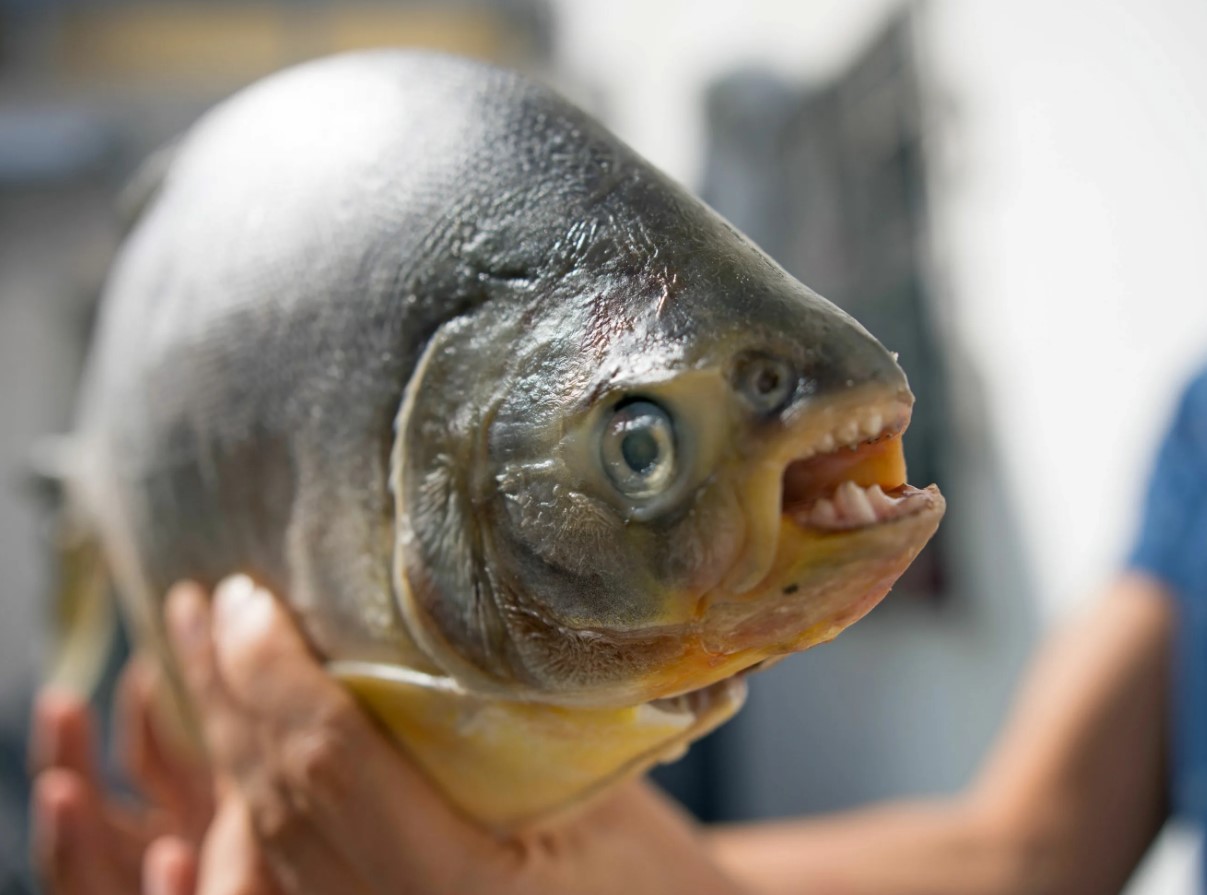 Mirakel eller mareridt: fisk med menneskelige kæber og Saurons øje dukker op i junglen