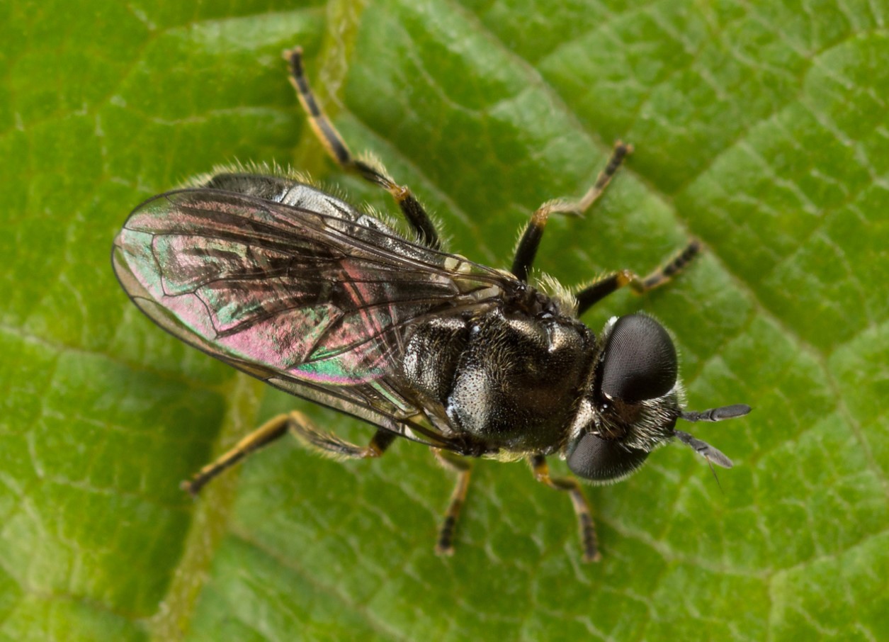 Nasonia vitripennis
