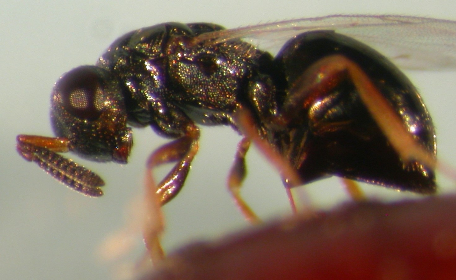 Nasonia vitripennis