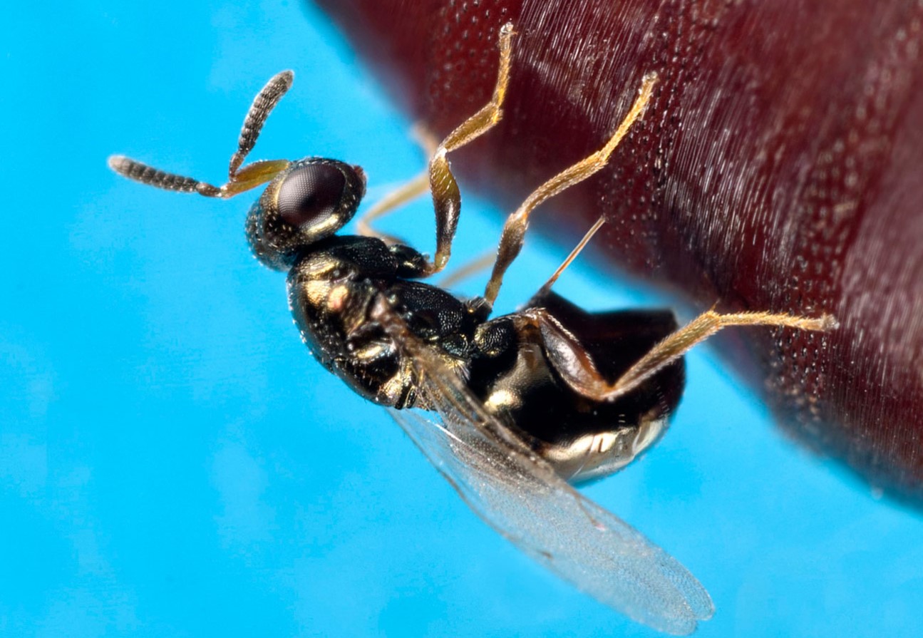 Nasonia vitripennis