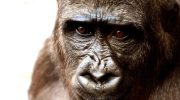 Tysk zoo dræbte 12 bavianer. Ligene blev smidt til rovdyr