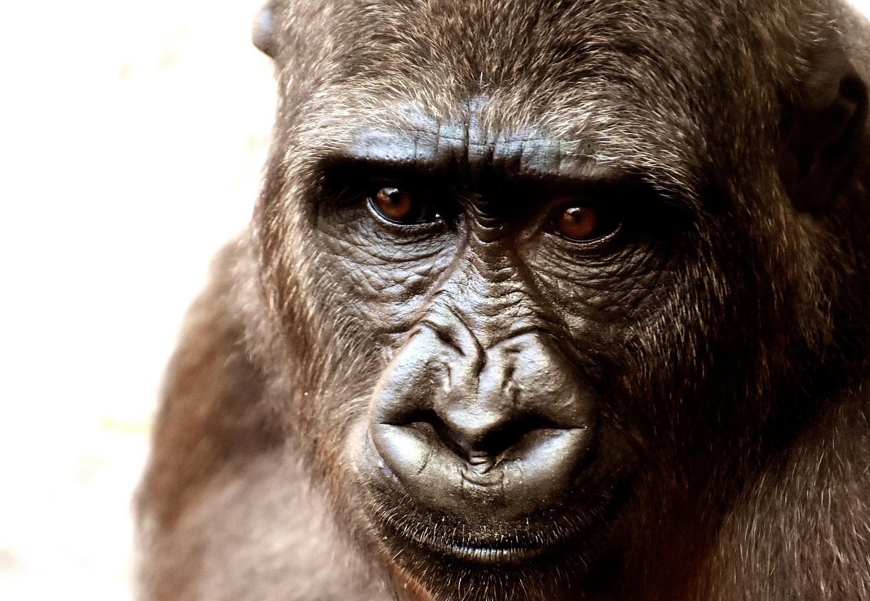 Tysk zoo dræbte 12 bavianer. Ligene blev smidt til rovdyr