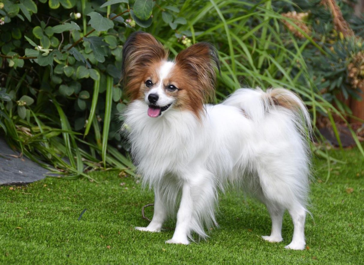 Papillon