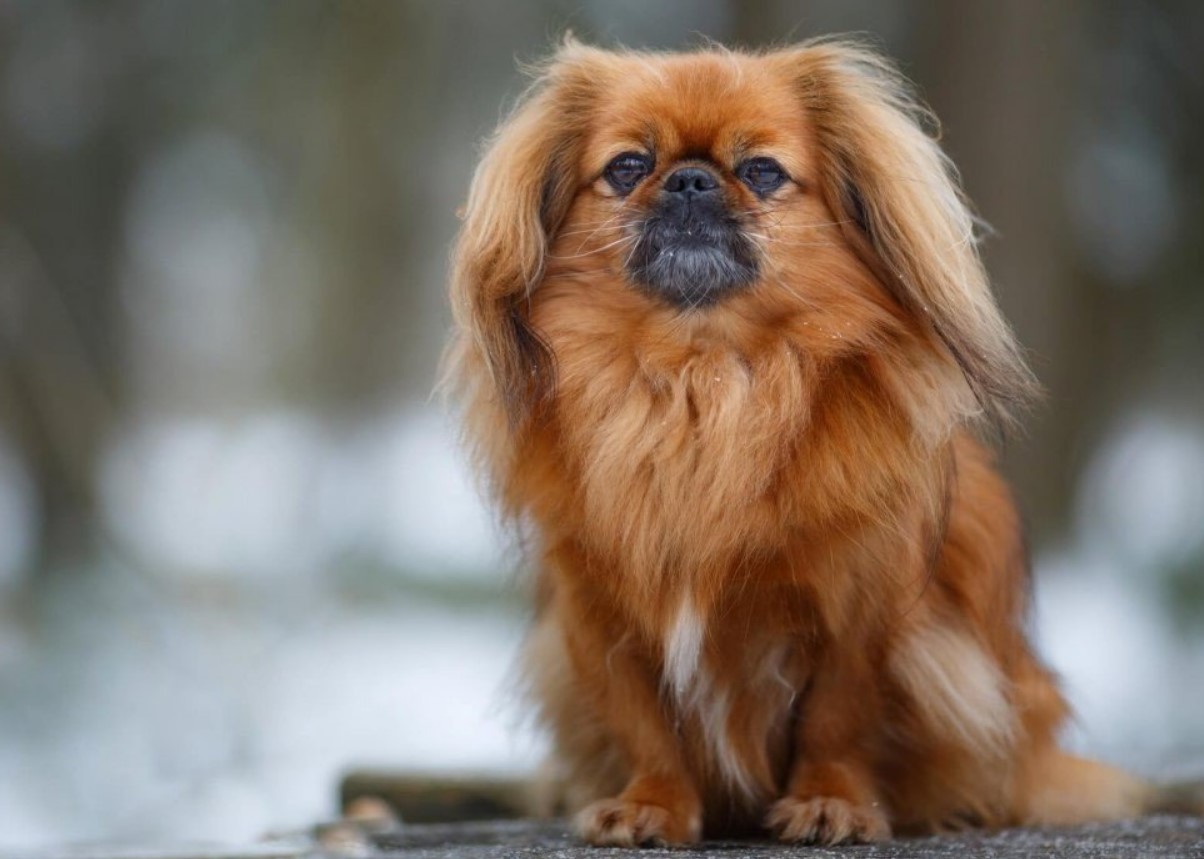Pekingese