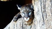Puma concolor