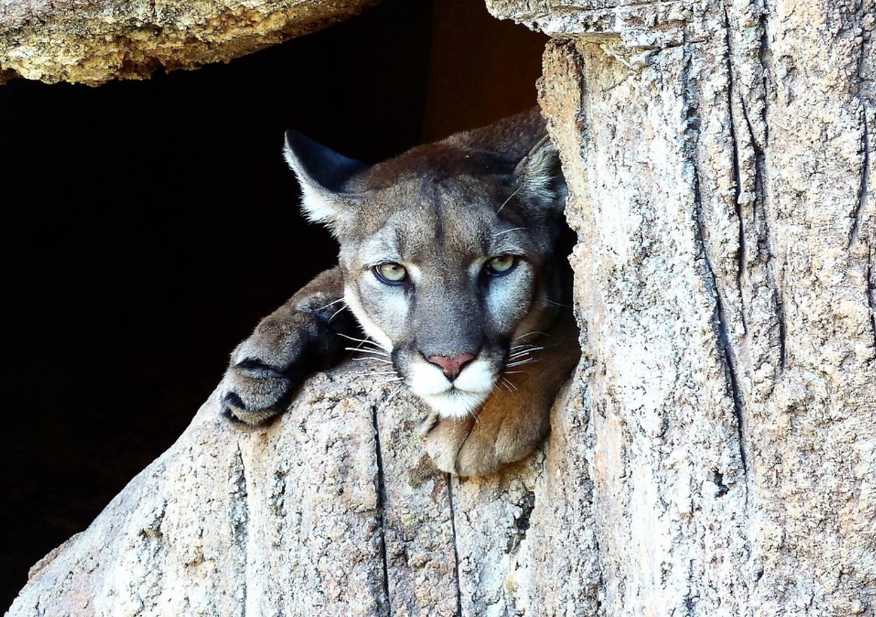Puma concolor