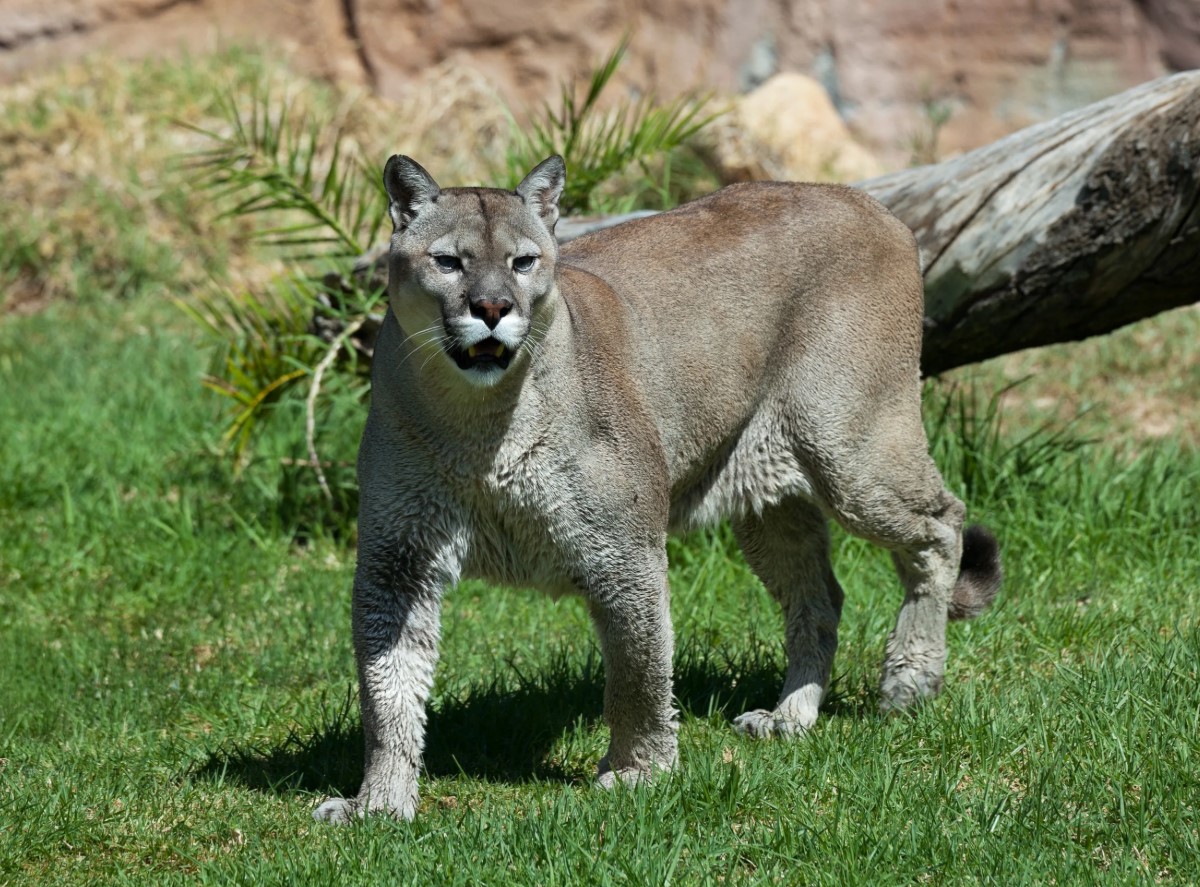 Puma concolor