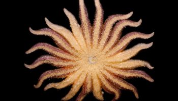 Pycnopodia helianthoides