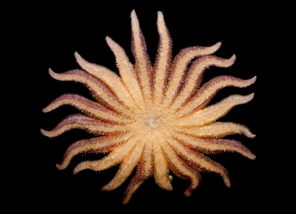 Pycnopodia helianthoides