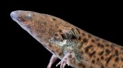 Et dyr på størrelse med en legende er blevet opdaget i USA – det største i et århundrede
