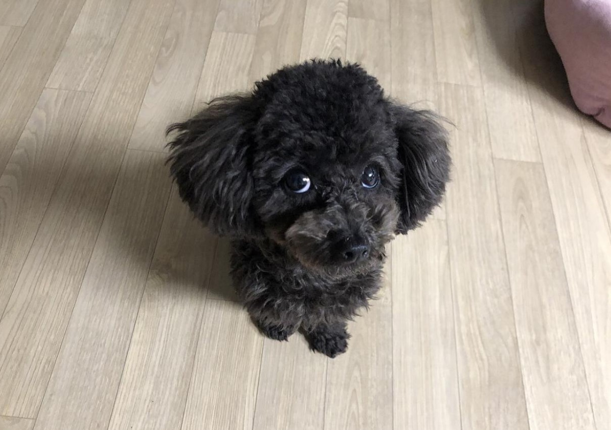 En mini-hund, der aldrig keder sig: hvordan man passer en toy-puddel og undgår problemer