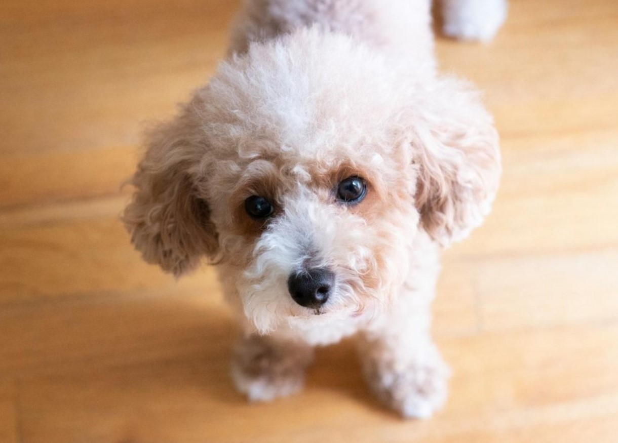 En mini-hund, der aldrig keder sig: hvordan man passer en toy-puddel og undgår problemer