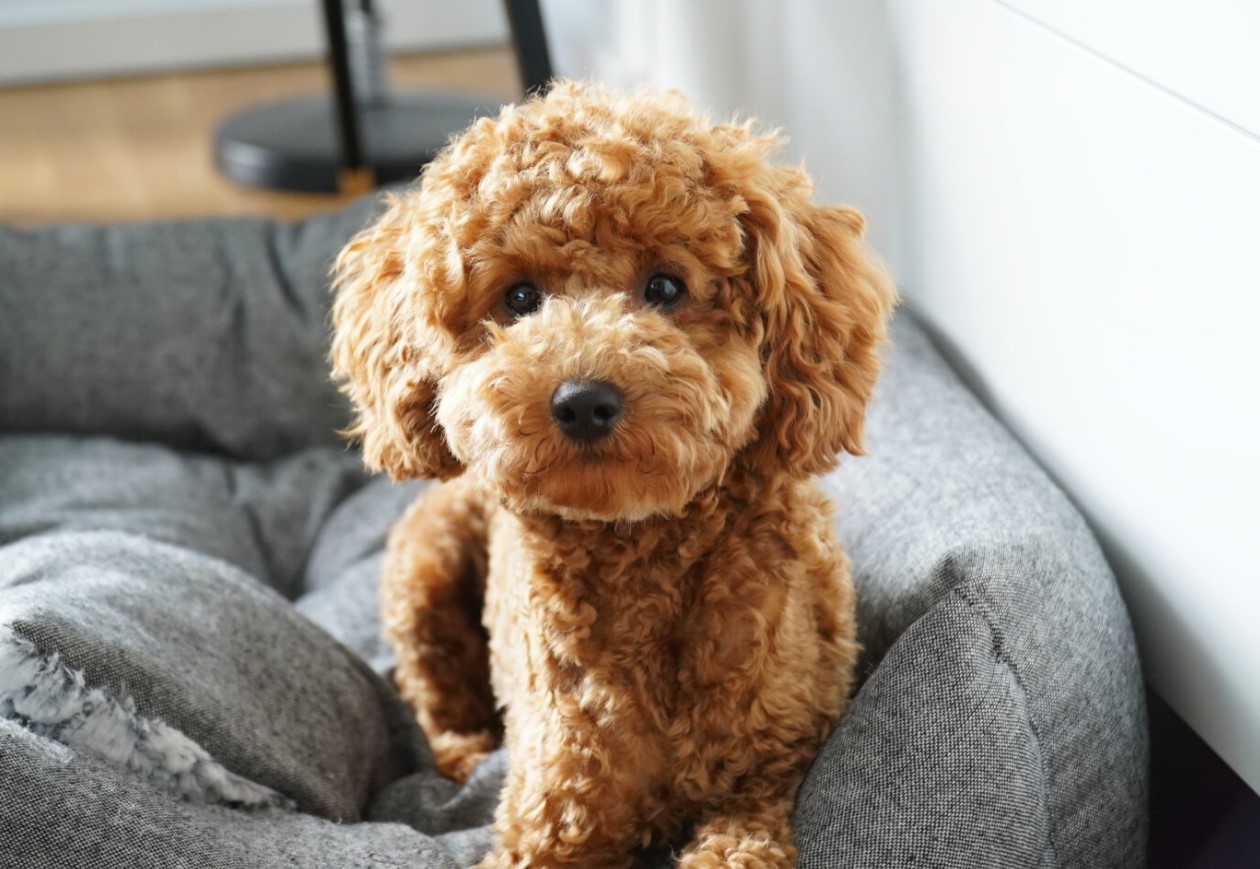 En mini-hund, der aldrig keder sig: hvordan man passer en toy-puddel og undgår problemer