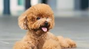 En mini-hund, der aldrig keder sig: hvordan man passer en toy-puddel og undgår problemer