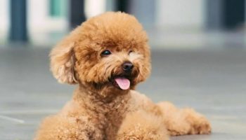 En mini-hund, der aldrig keder sig: hvordan man passer en toy-puddel og undgår problemer
