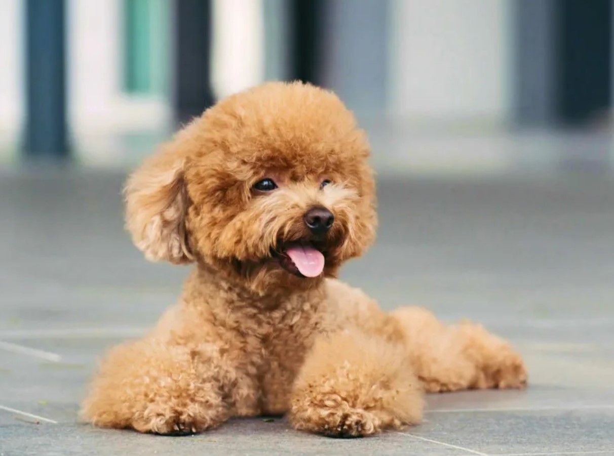 En mini-hund, der aldrig keder sig: hvordan man passer en toy-puddel og undgår problemer