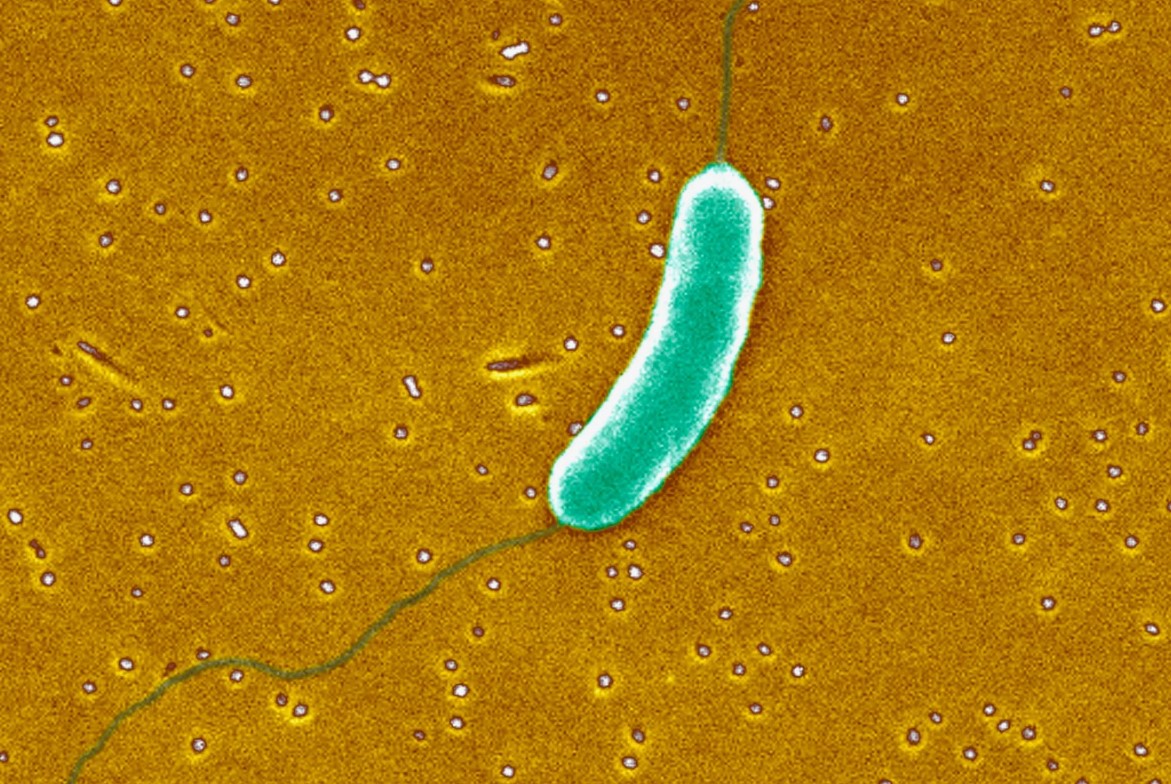 Vibrio pectenicida