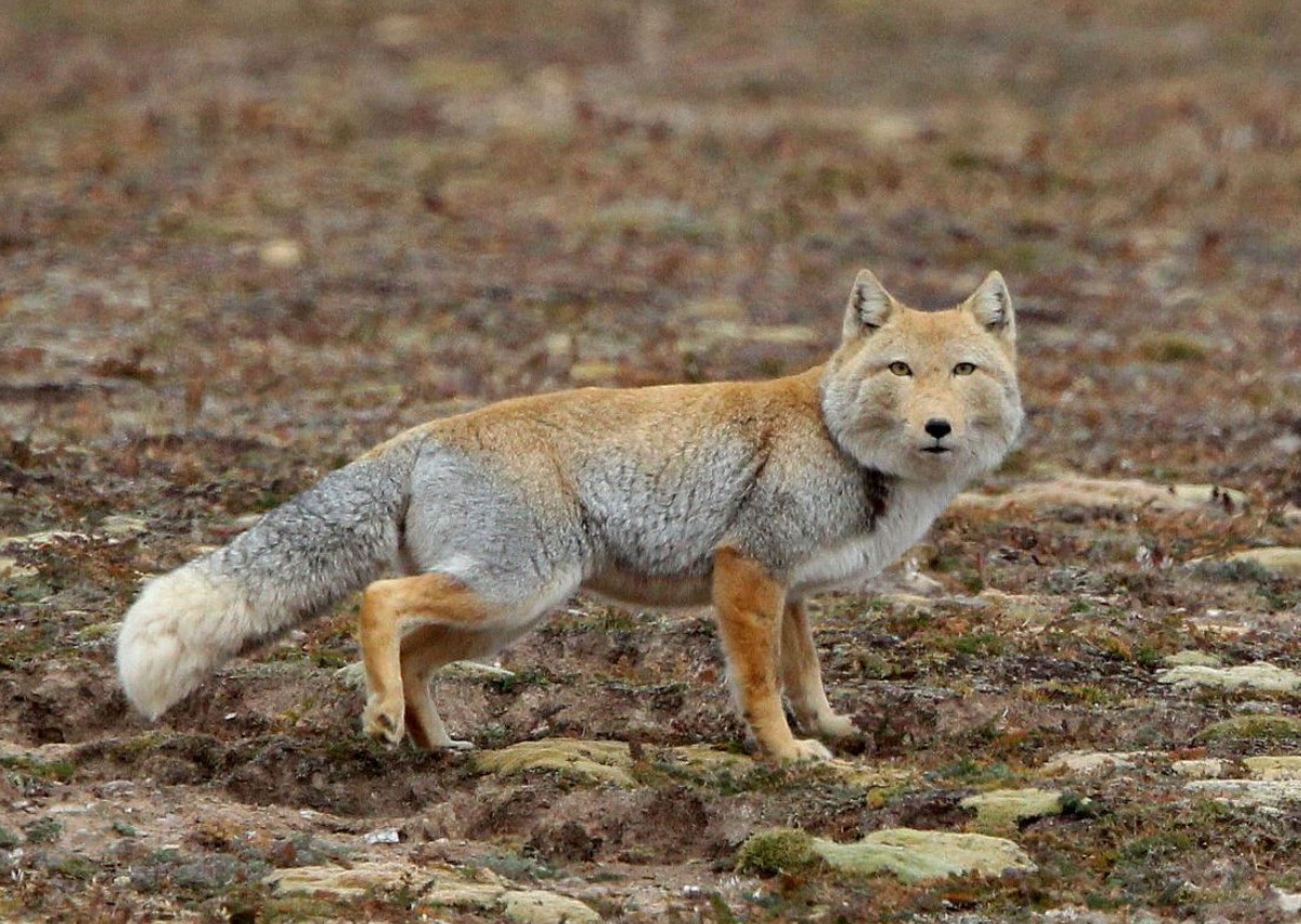 Vulpes ferrilata