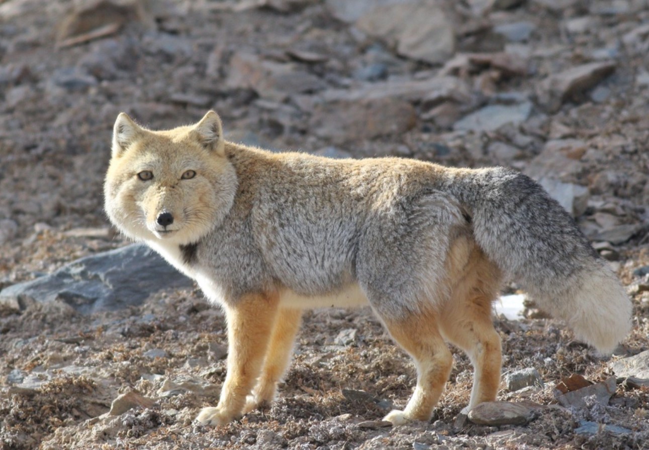 Vulpes ferrilata