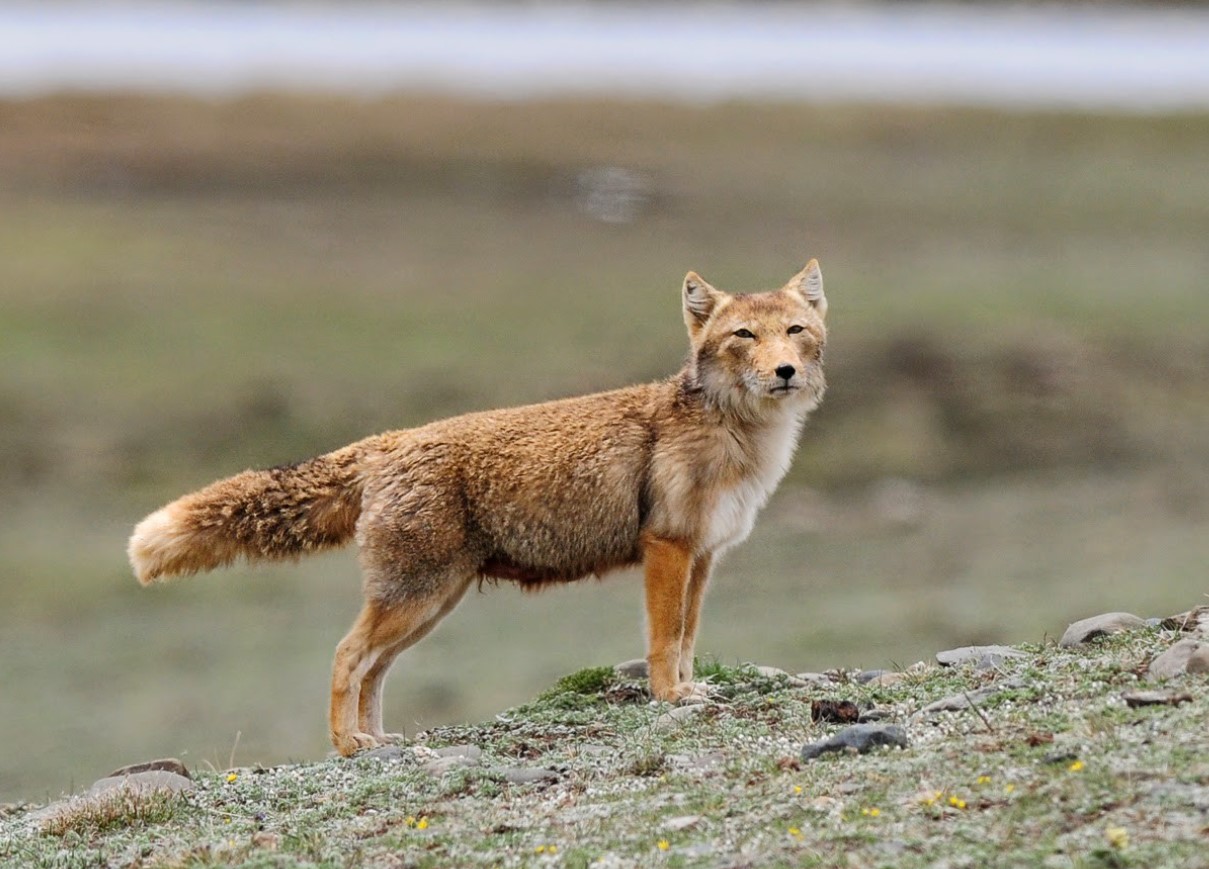 Vulpes ferrilata