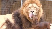 En gravhund i løvens poter? Rovdyrets reaktion overraskede selv zoos personale og gik viralt over hele verden.