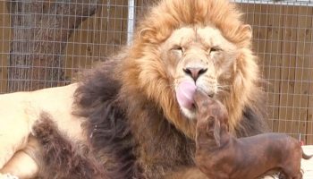En gravhund i løvens poter? Rovdyrets reaktion overraskede selv zoos personale og gik viralt over hele verden.