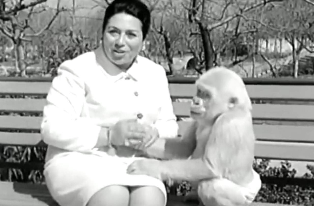 Den eneste albinogorilla i historien: hvad ved vi om Nieves liv