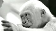 Den eneste albinogorilla i historien: hvad ved vi om Nieves liv