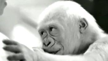 Den eneste albinogorilla i historien: hvad ved vi om Nieves liv