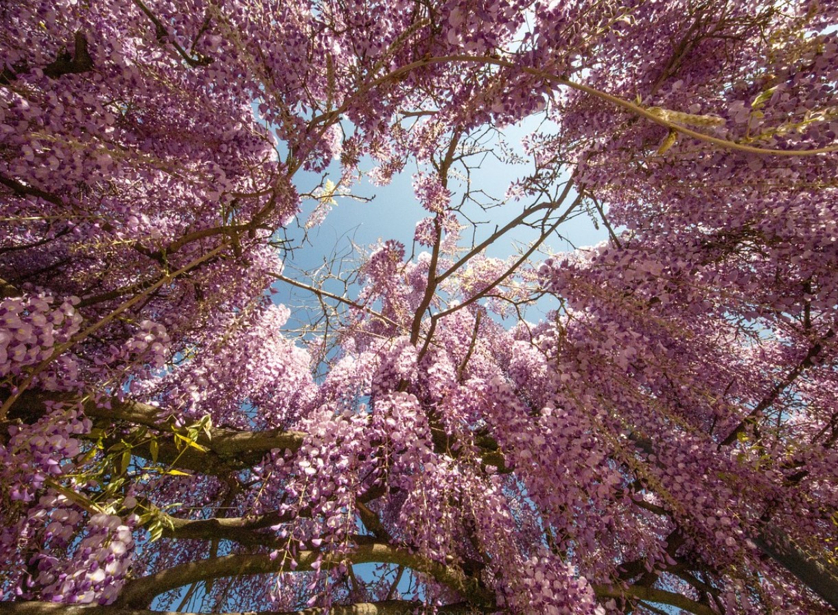 Vigtigt arbejde med blåregn: Danske gartnere skal gøre i august for at sikre blomster næste år