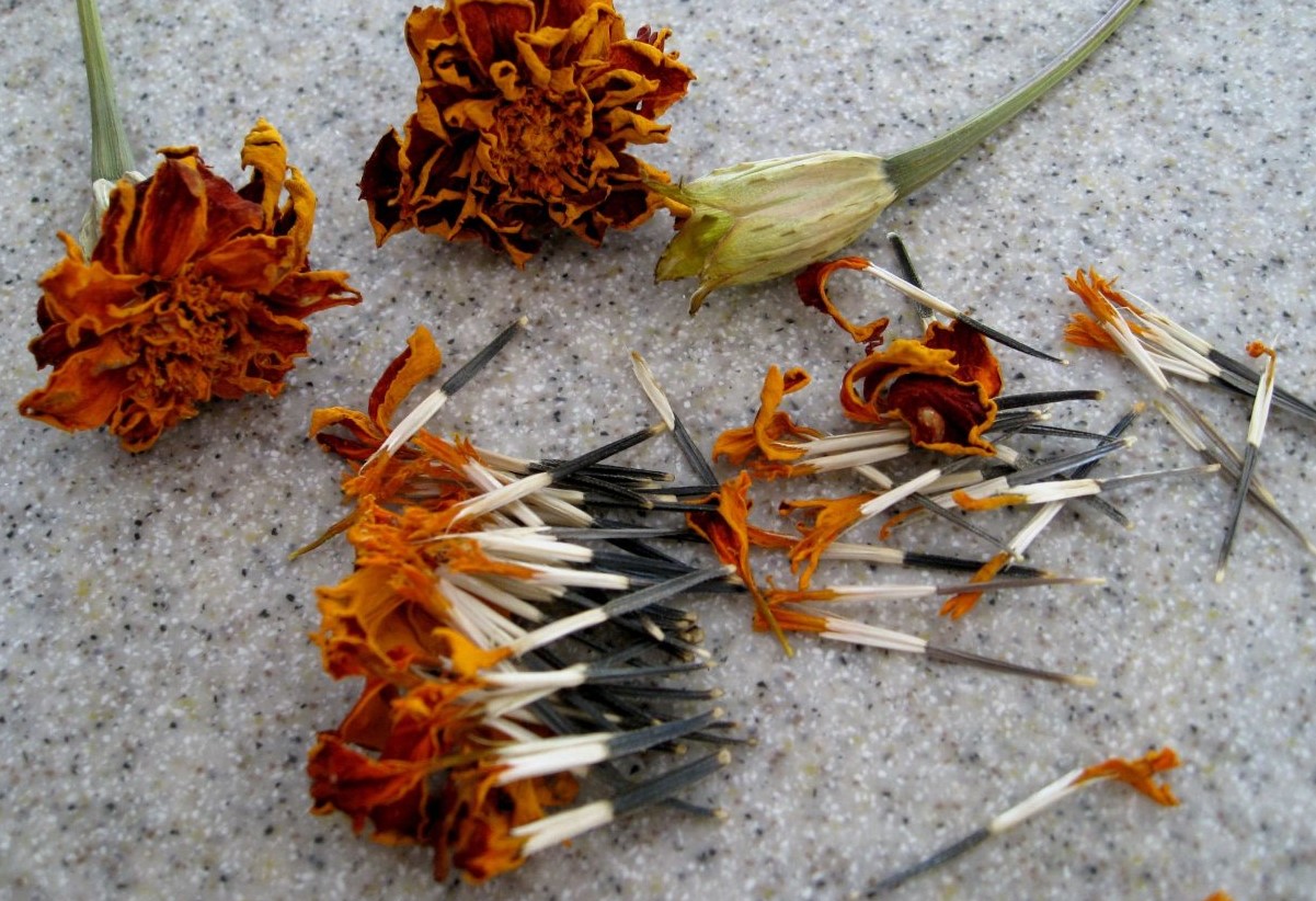 Saml blomsterfrø til næste år