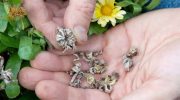Saml blomsterfrø til næste år