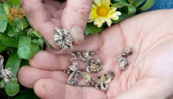 Saml blomsterfrø til næste år