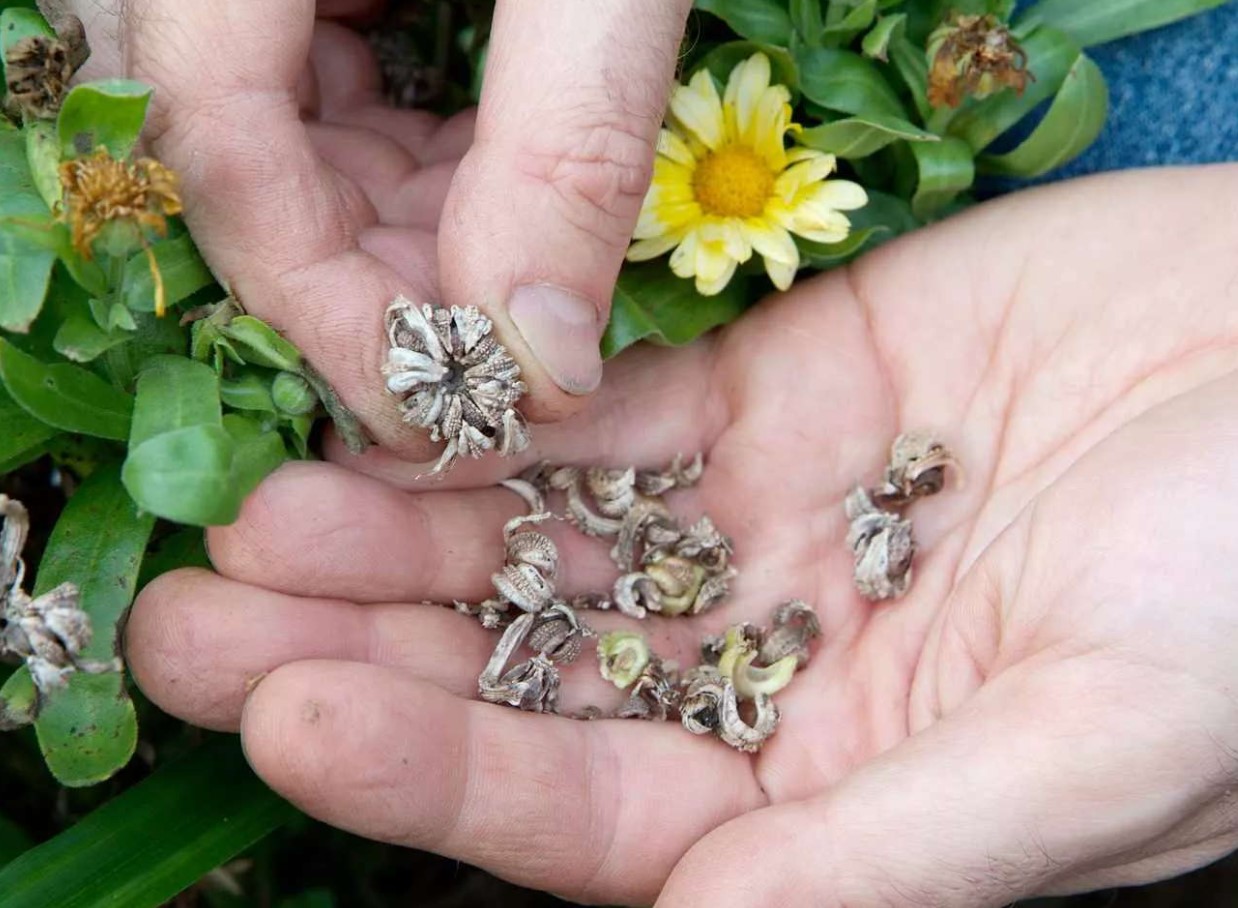 Saml blomsterfrø til næste år
