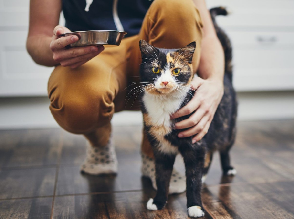 Katten alene hjemme i ferien: hvor længe kan den klare sig, og hvordan sikrer man dens sikkerhed