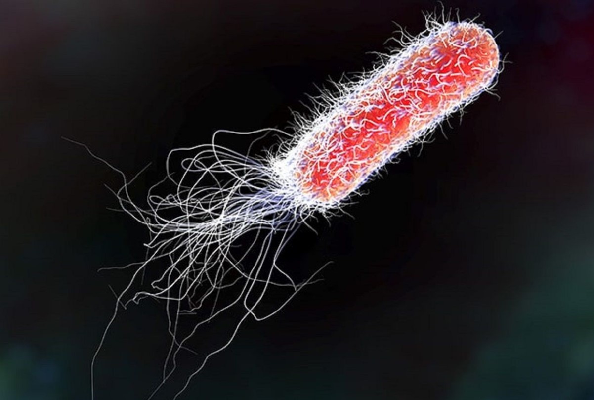Koffein kan hjælpe E. coli med at modstå antibiotika — men der er behov for mere forskning