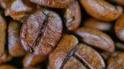 Koffein kan hjælpe E. coli med at modstå antibiotika — men der er behov for mere forskning