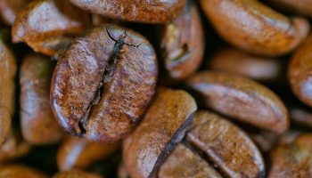 Koffein kan hjælpe E. coli med at modstå antibiotika — men der er behov for mere forskning