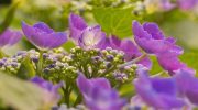 Hvad skal man gøre for at hortensia blomstrer frodigt: plant disse 7 planter i nærheden