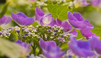Hvad skal man gøre for at hortensia blomstrer frodigt: plant disse 7 planter i nærheden