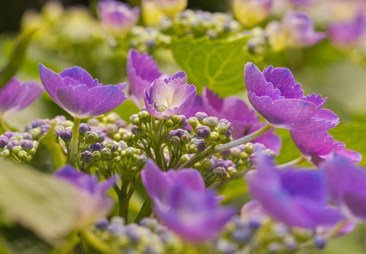 Hvad skal man gøre for at hortensia blomstrer frodigt: plant disse 7 planter i nærheden