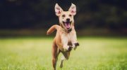 Sådan får du mest muligt ud af udendørs udflugter med din hund