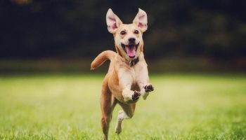 Sådan får du mest muligt ud af udendørs udflugter med din hund