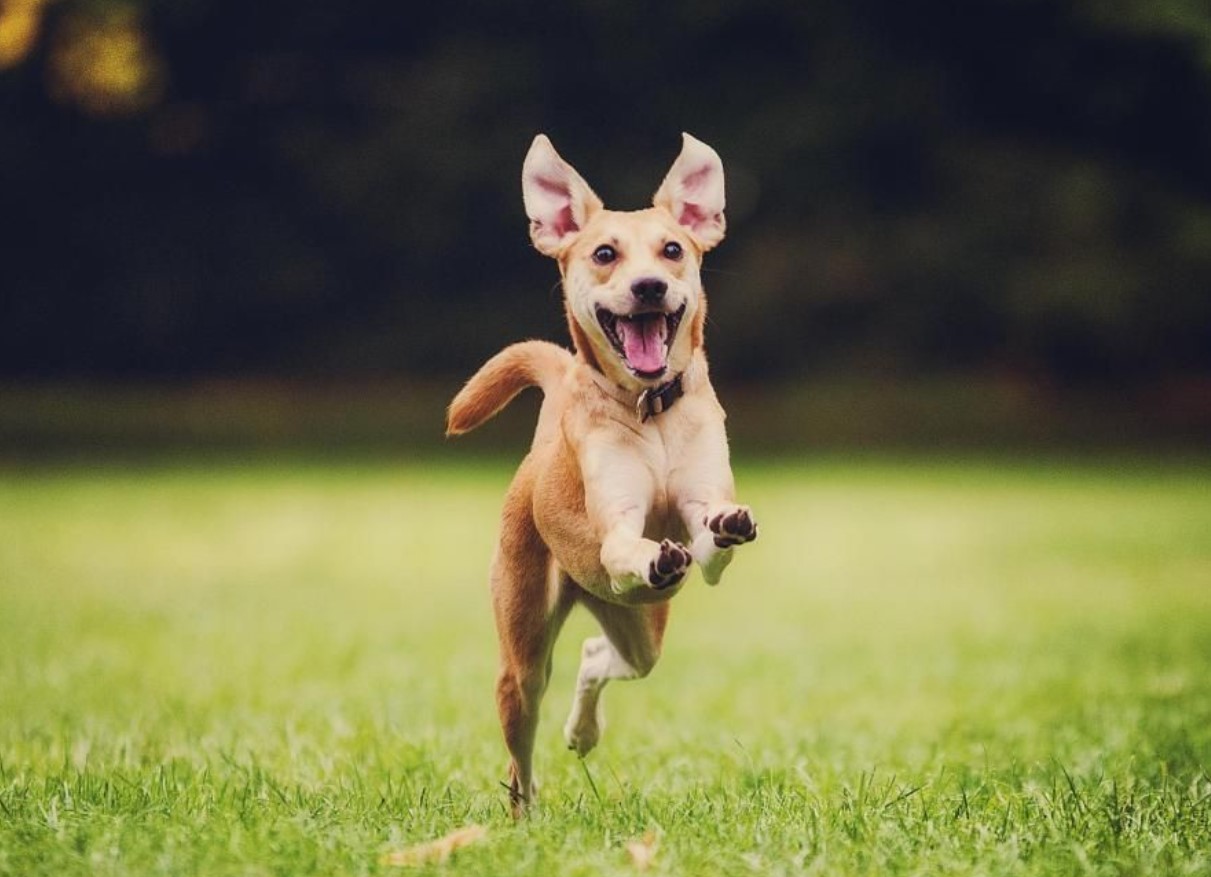 Sådan får du mest muligt ud af udendørs udflugter med din hund